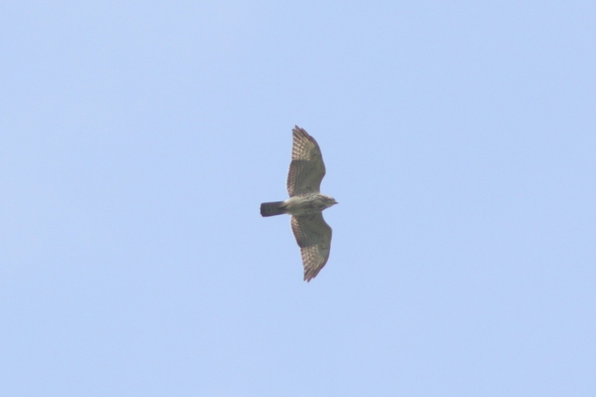 Broad-winged Hawk - ML647398516