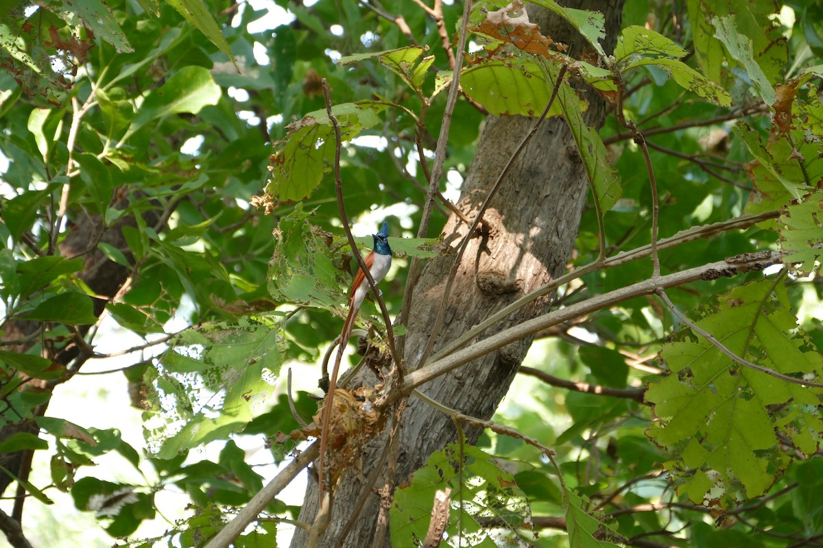 Indian Paradise-Flycatcher - ML647398524