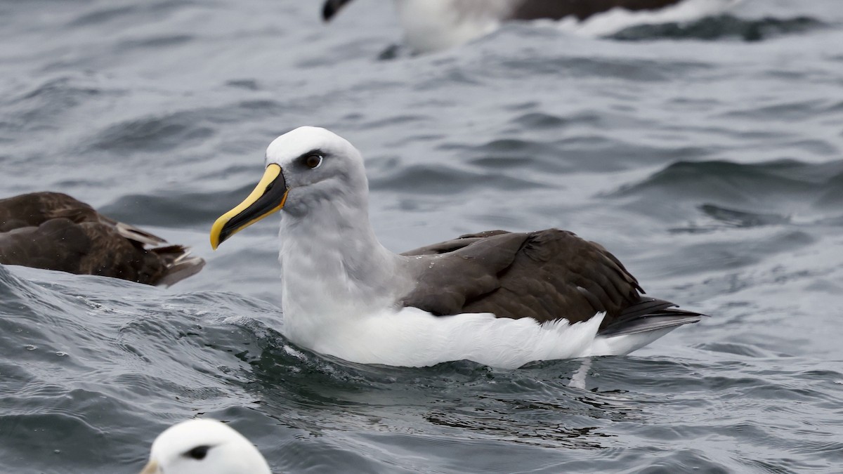 Буллеров альбатрос - ML647398525