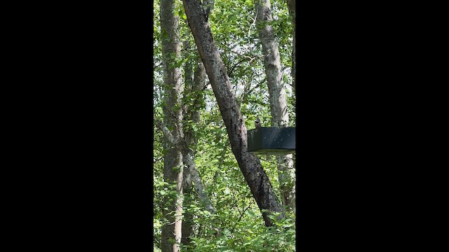 נקר צפון-אמריקני - ML647398542