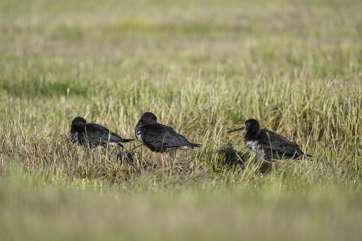 pisila černá - ML647398544