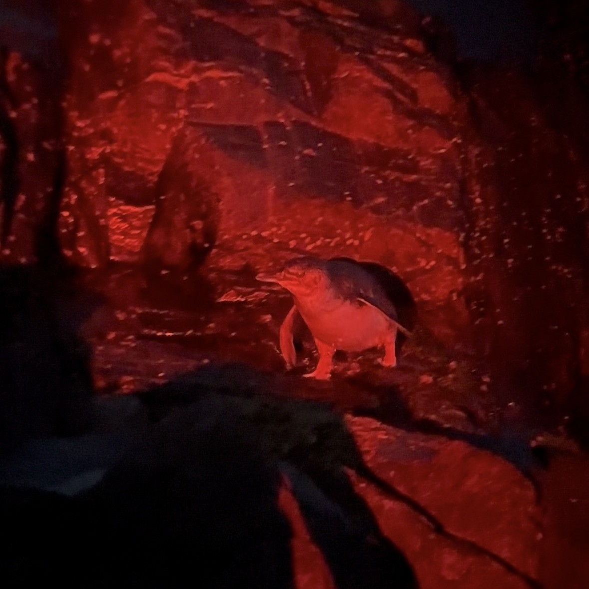 コビトペンギン - ML647398547