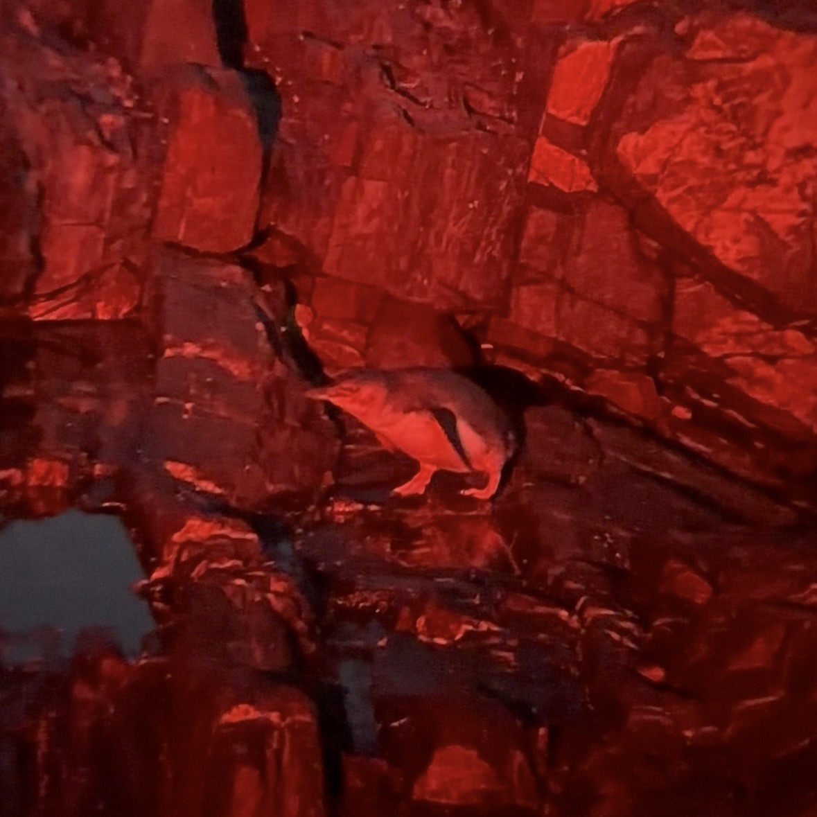 コビトペンギン - ML647398548