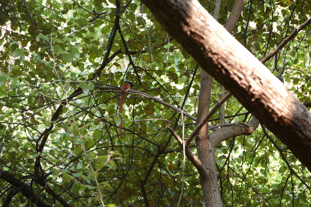 Indian Paradise-Flycatcher - ML647398550