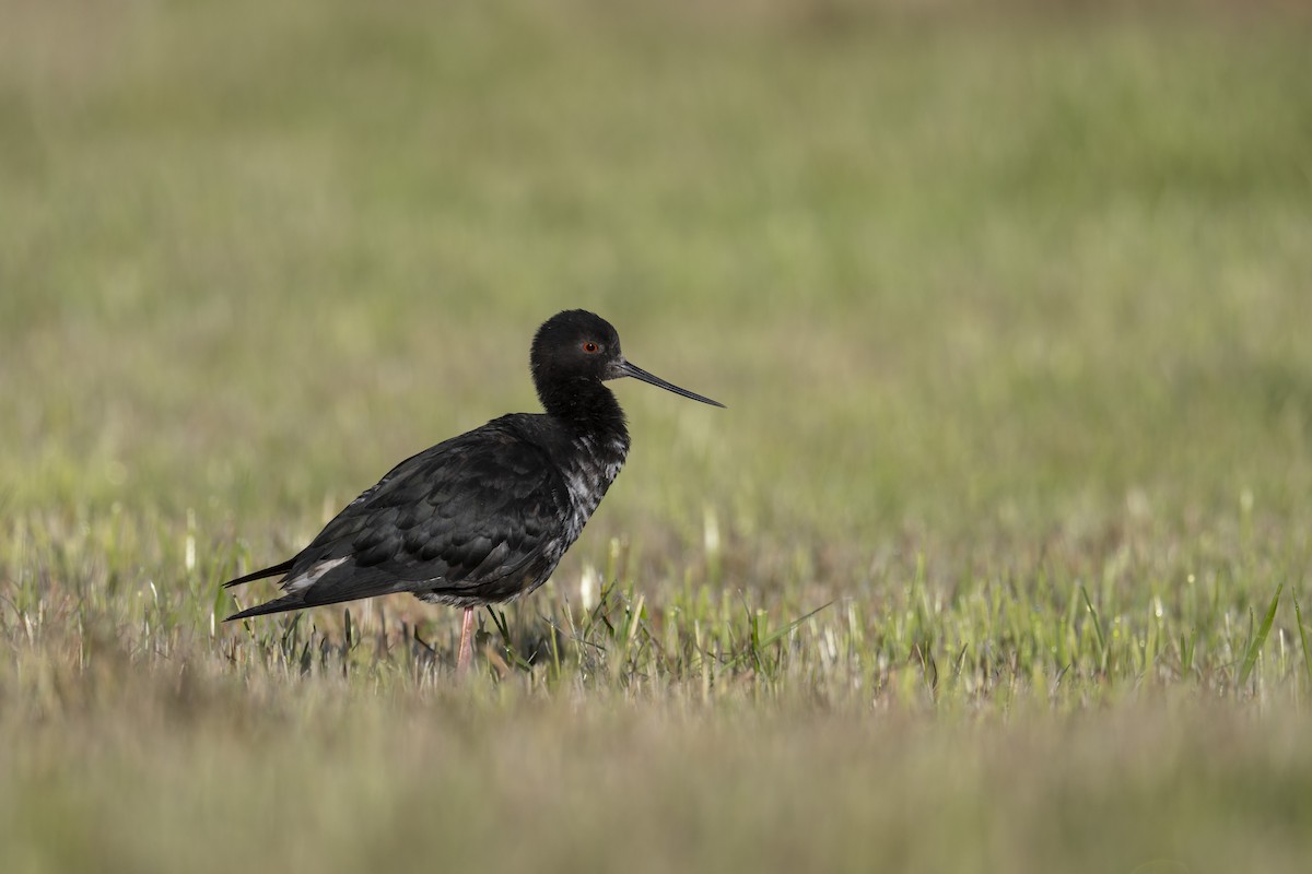 pisila černá - ML647398553