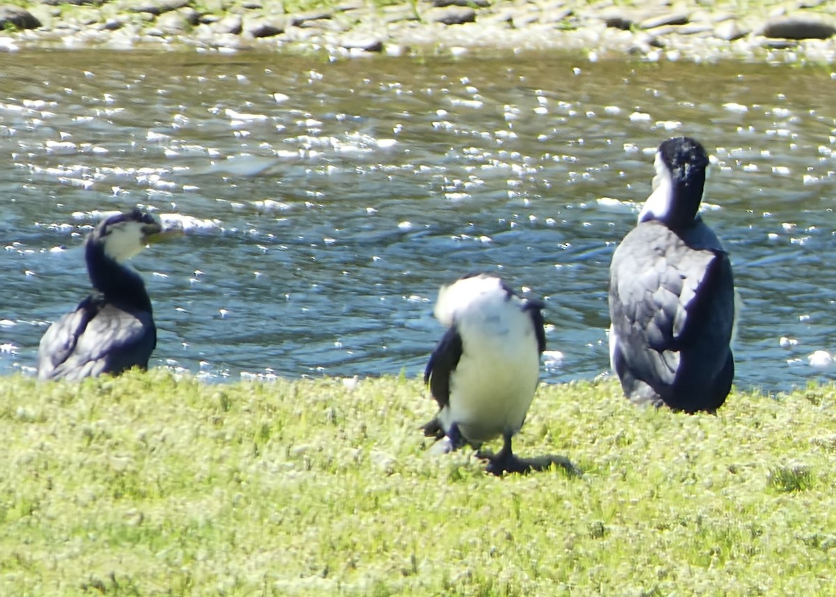 Little Pied Cormorant - ML647398554