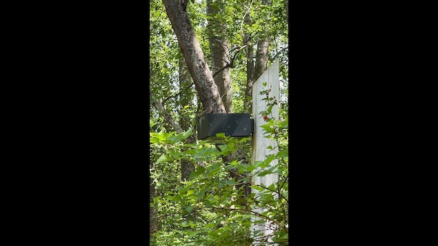 נקר צפון-אמריקני - ML647398560