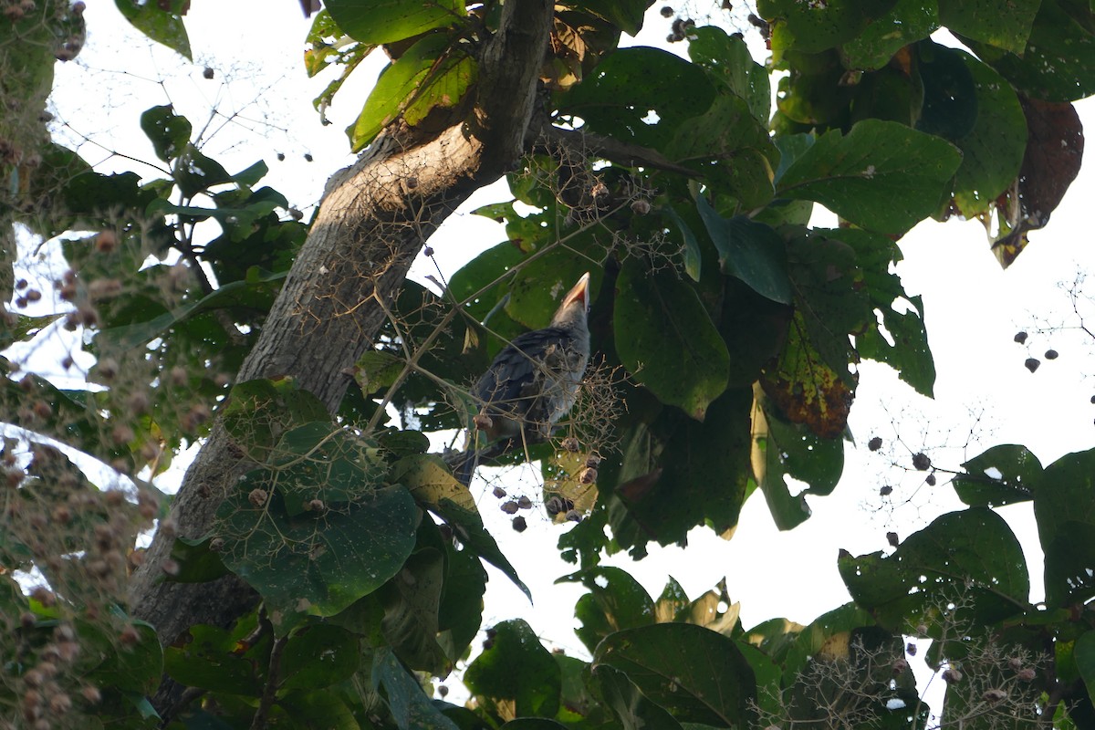 Malabar Gray Hornbill - ML647398568