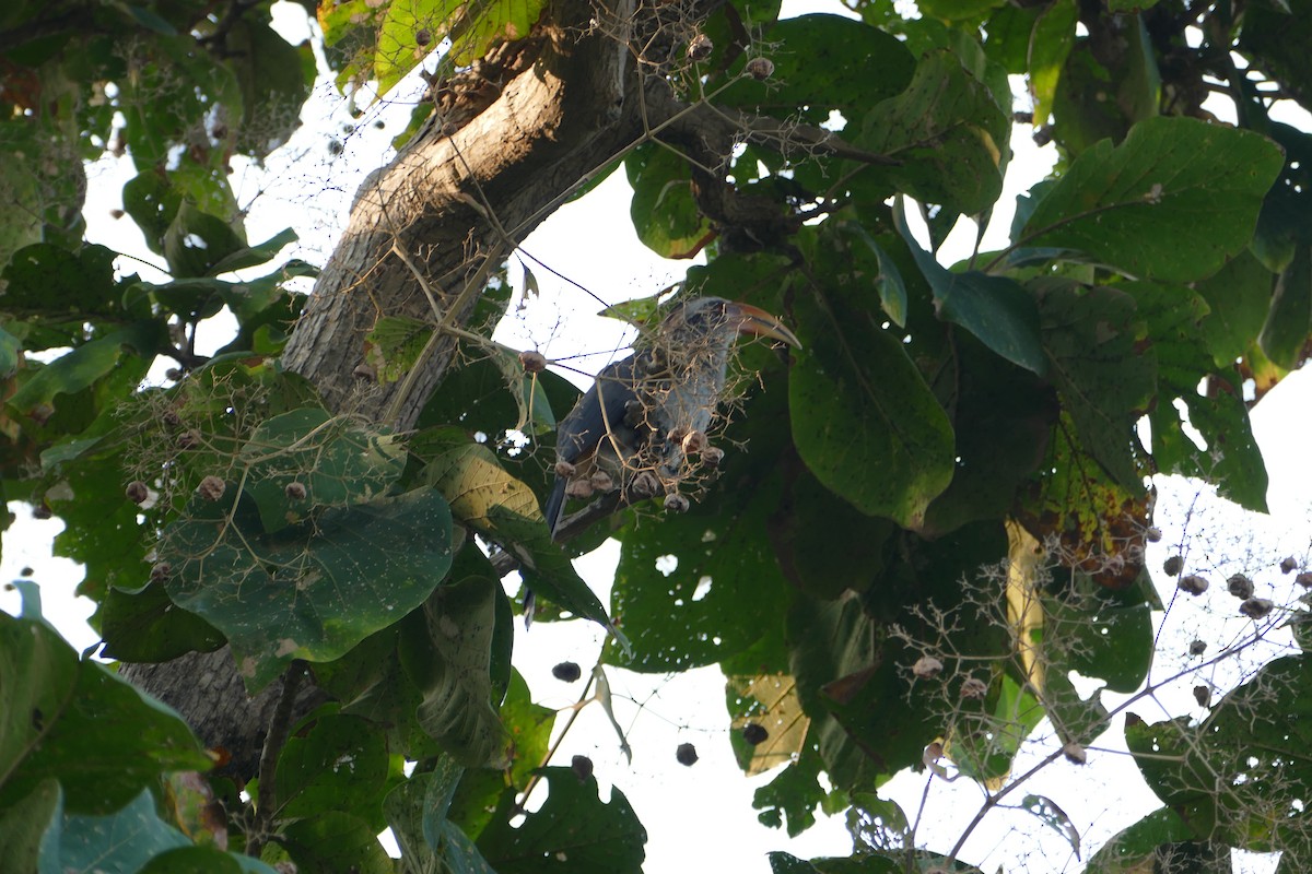 Malabar Gray Hornbill - ML647398569