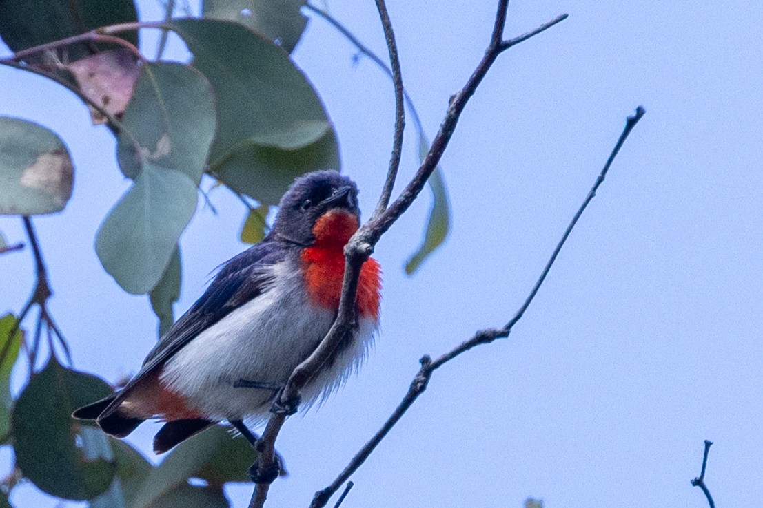 Mistletoebird - ML647398571