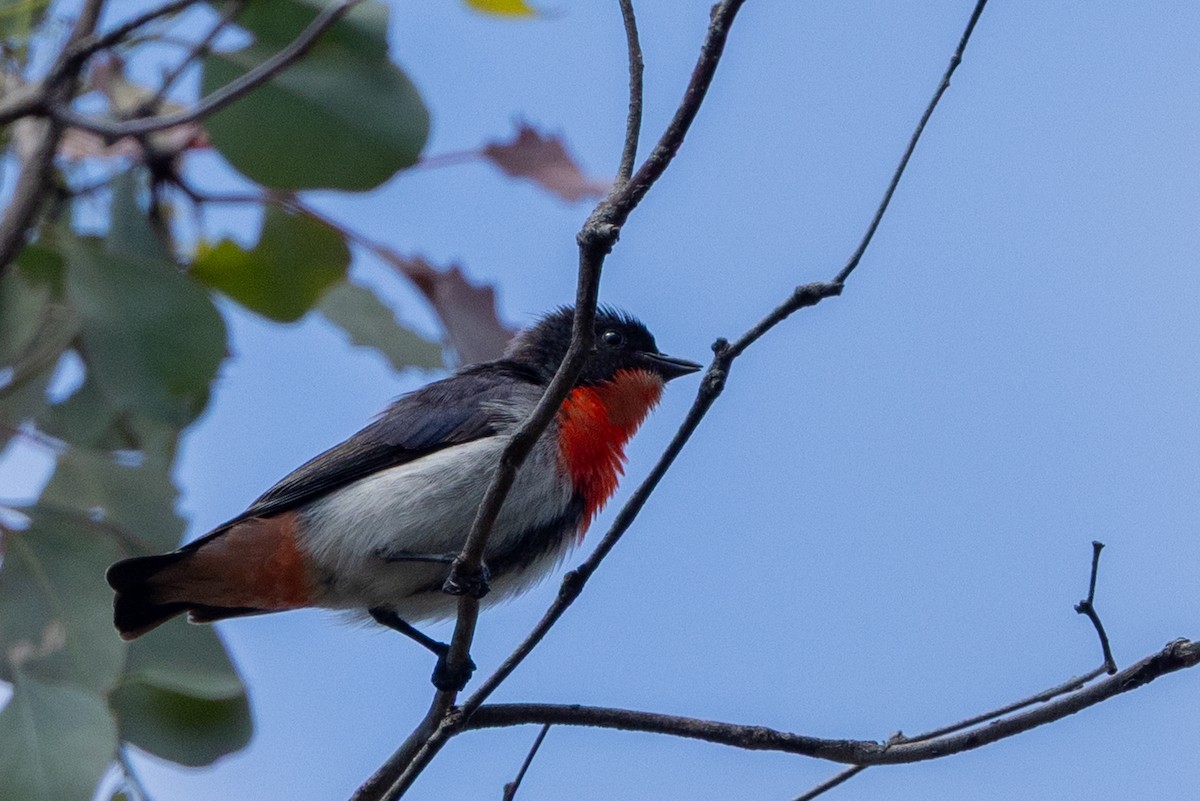 Mistletoebird - ML647398572
