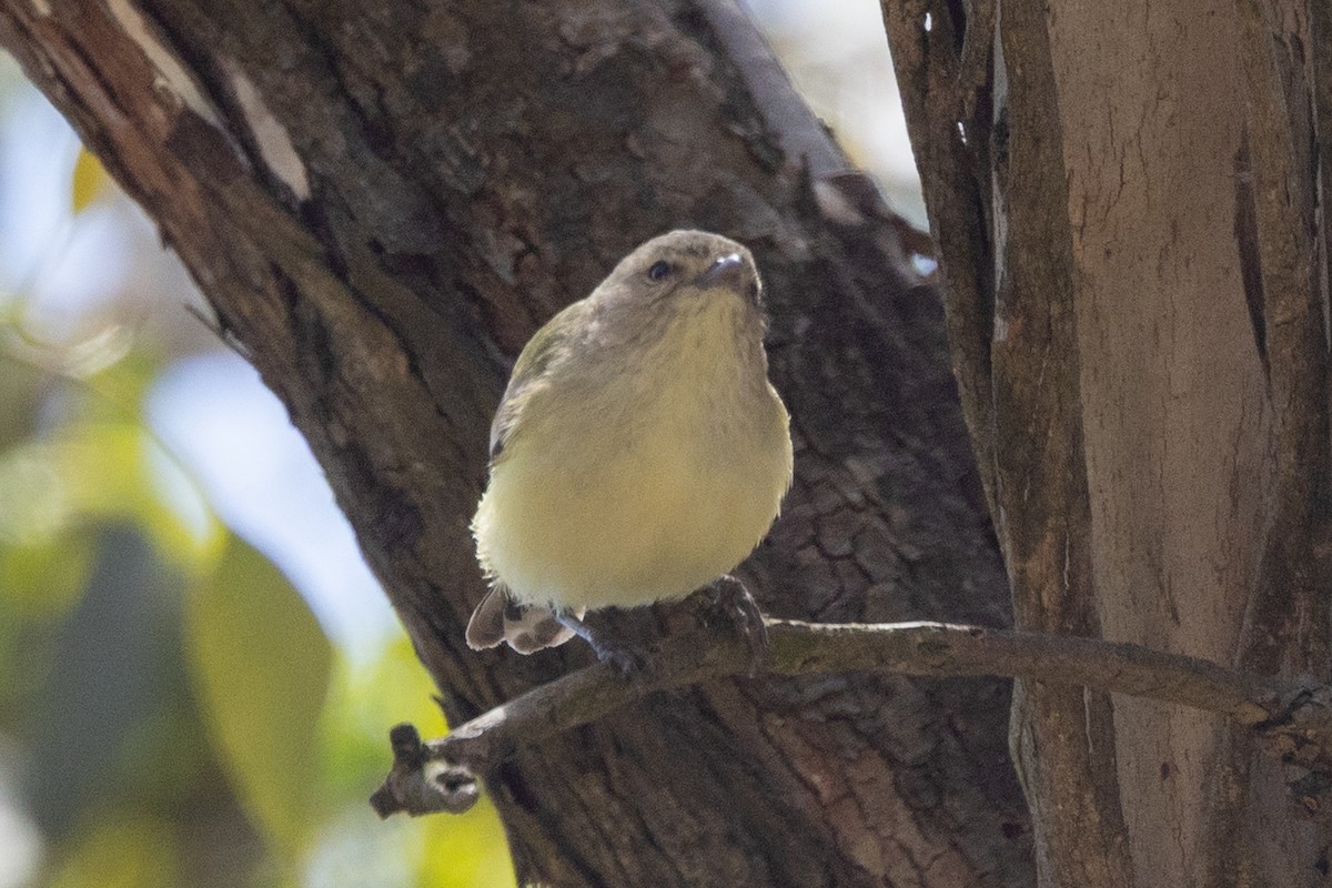 stumpnebb - ML647398584