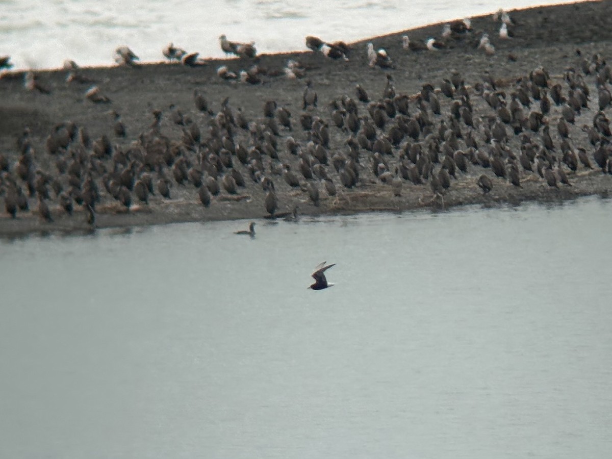 rybák bělokřídlý - ML647398586