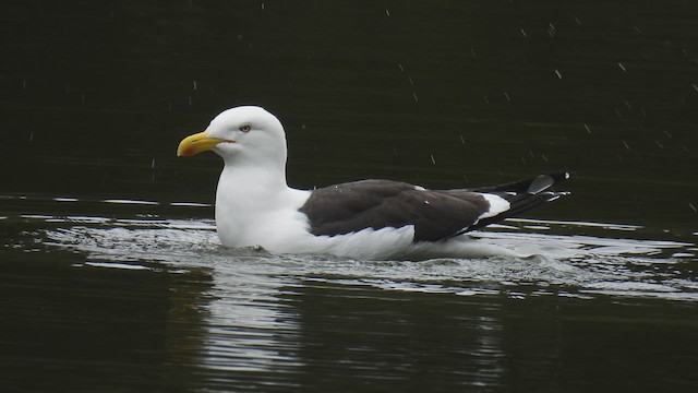 שחף דרומי - ML647398588