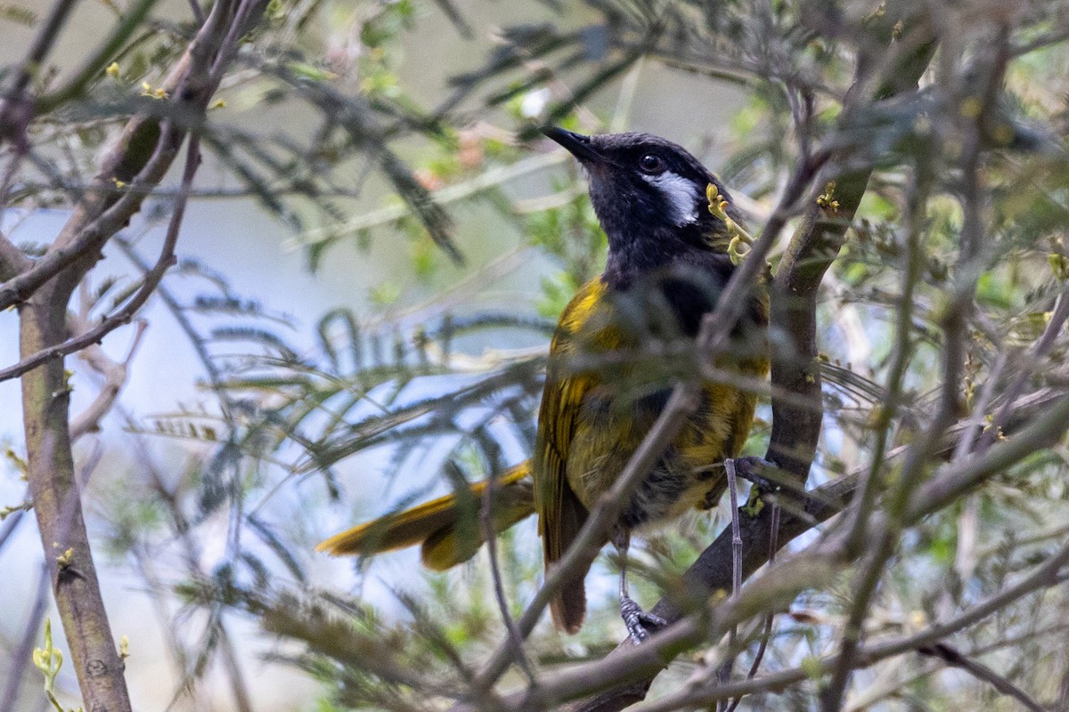 Méliphage leucotique - ML647398590