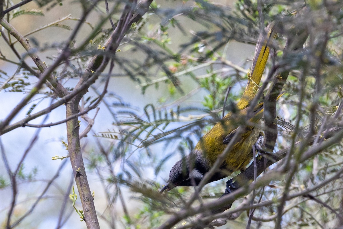 Méliphage leucotique - ML647398591