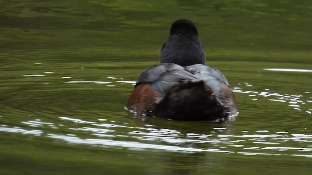 New Zealand Scaup - ML647398598