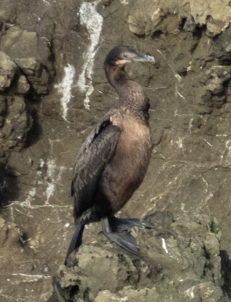 Cormoran de Brandt - ML647398599