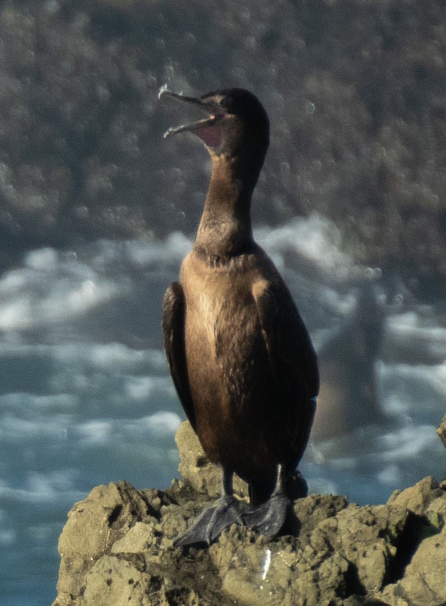 Cormoran de Brandt - ML647398601