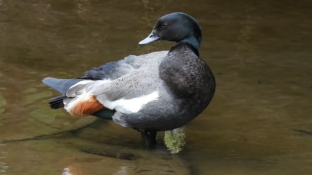 Paradise Shelduck - ML647398613