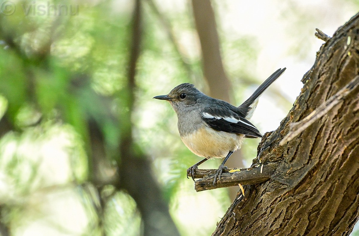 Shama dayal - ML647398620