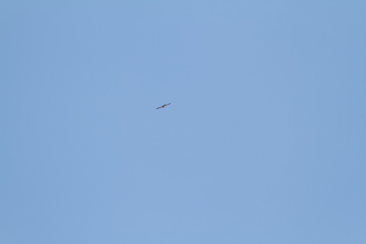 Faucon pèlerin - ML647398625