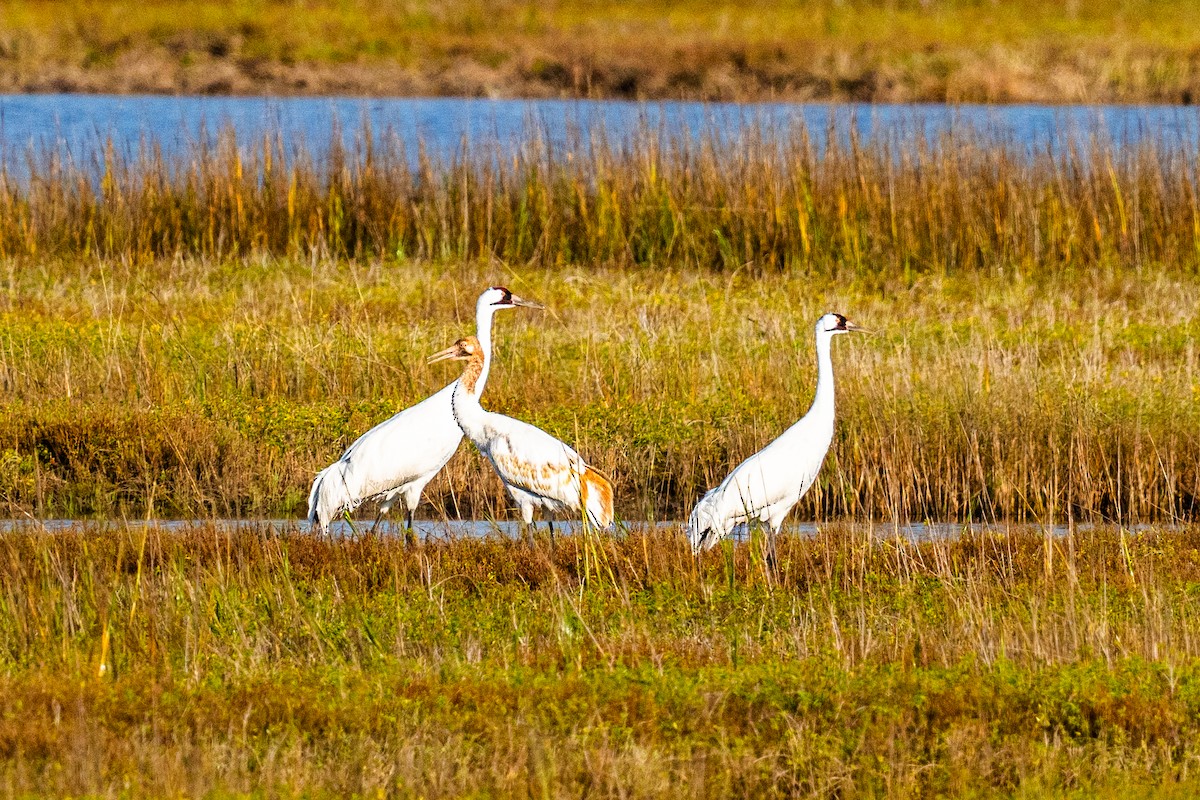 Grue blanche - ML647398626