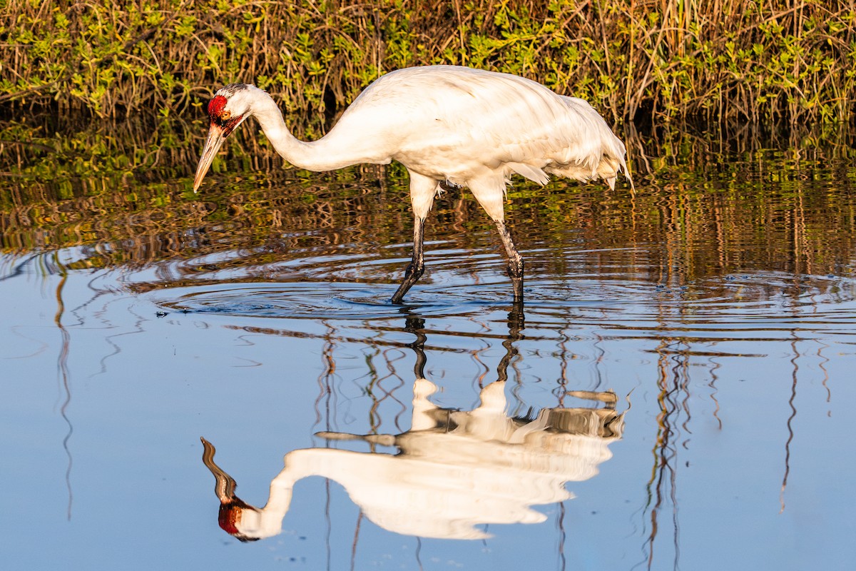 Grue blanche - ML647398627