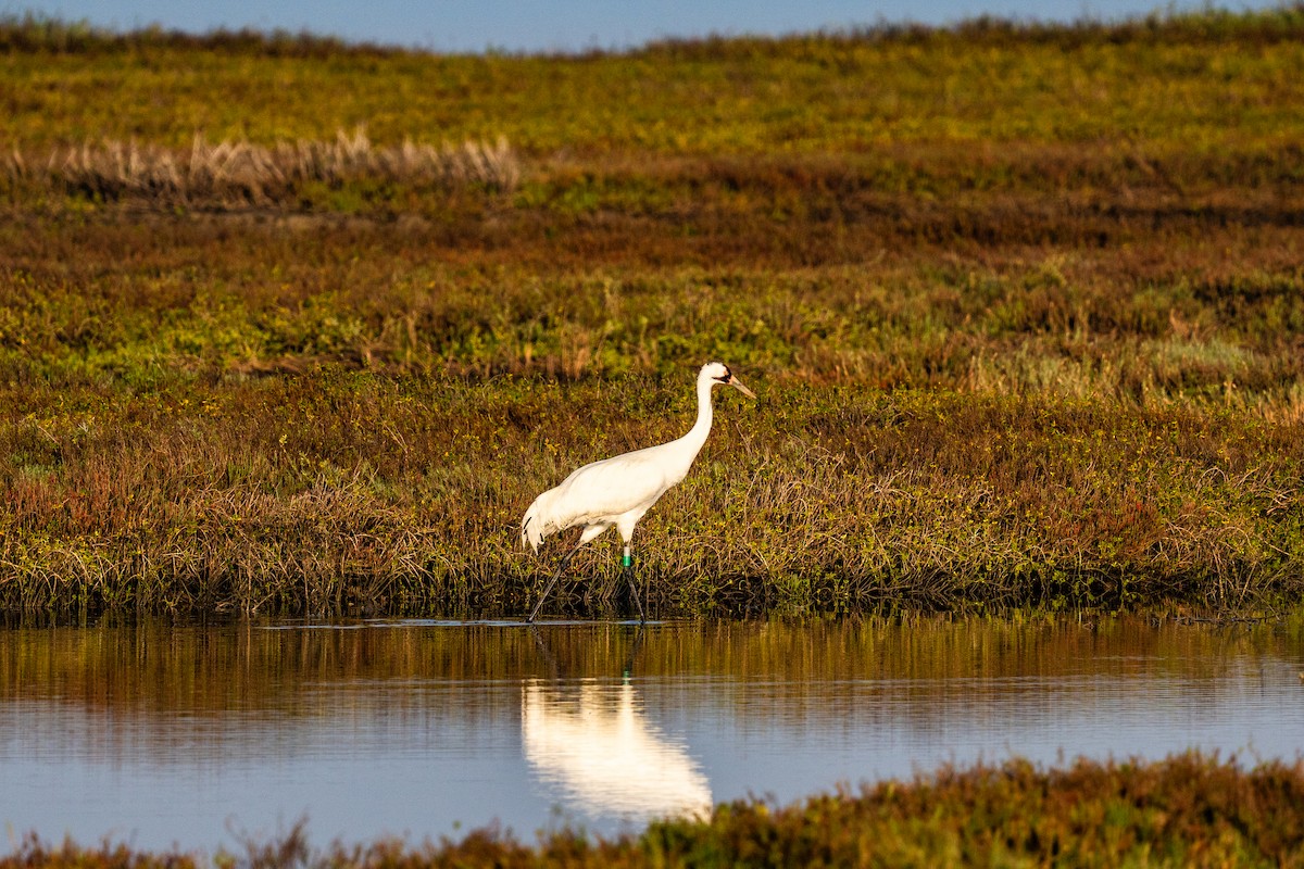 Grue blanche - ML647398628