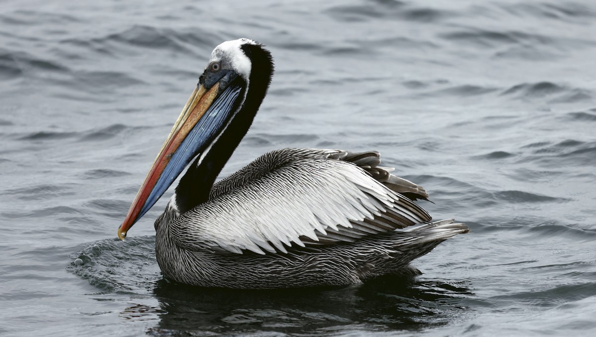 Pélican thage - ML647398629