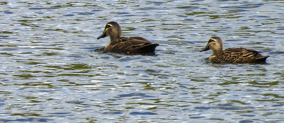 Canard à sourcils - ML647398631