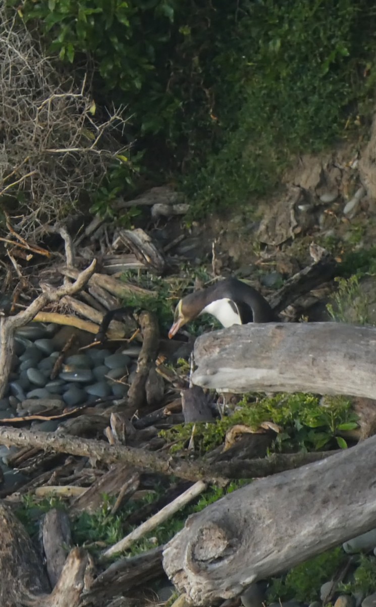 Manchot antipode - ML647398632