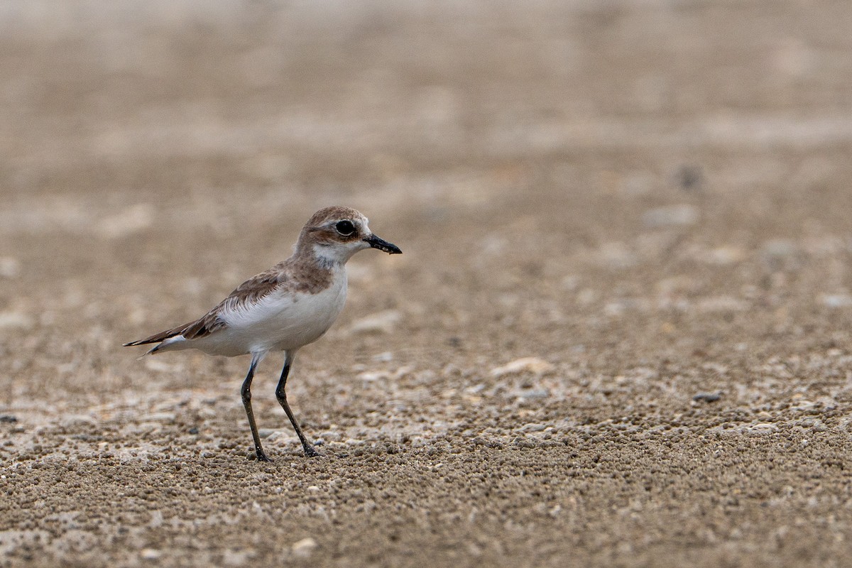 Pluvier du Tibet - ML647398633