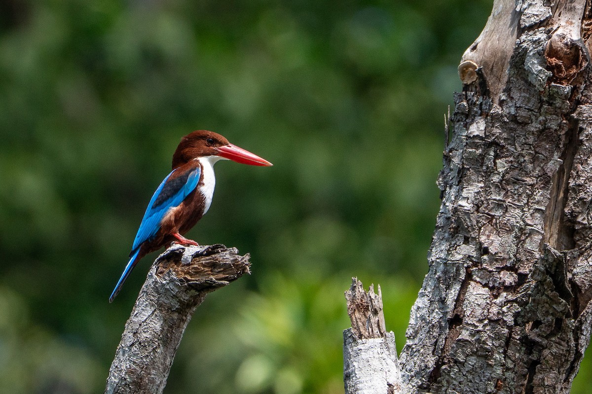 Martin-chasseur de Smyrne - ML647398634