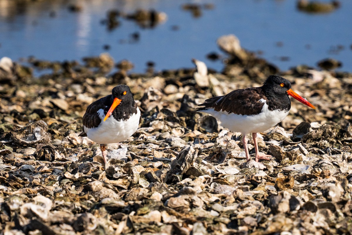 Huîtrier d'Amérique - ML647398636