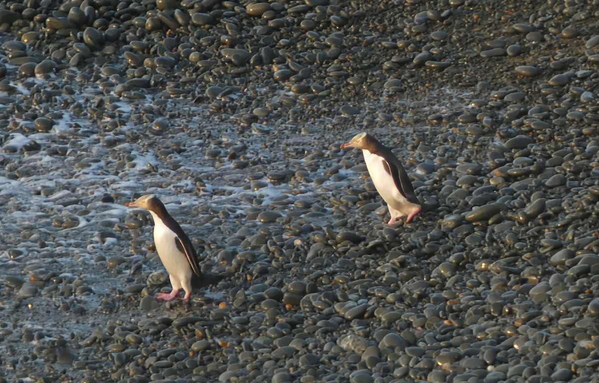 Manchot antipode - ML647398639