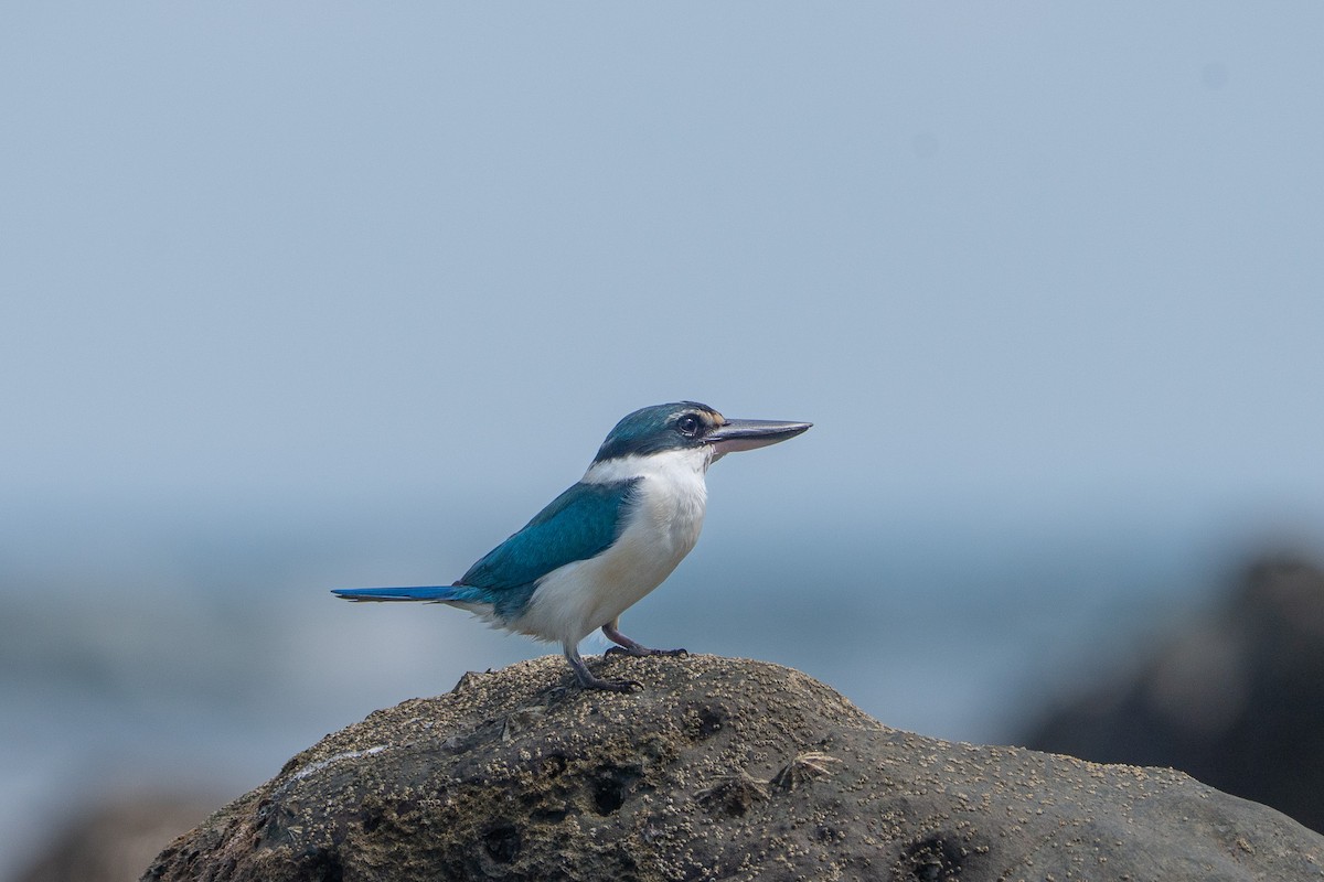 Martin-chasseur à collier blanc - ML647398640