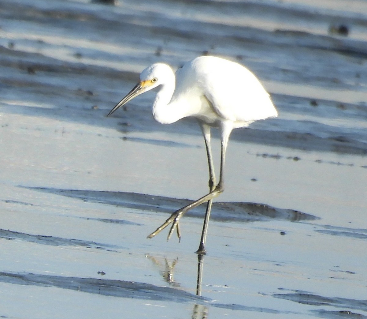 Aigrette garzette - ML647398641