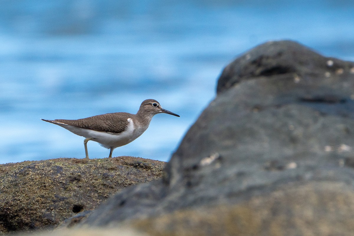 Chevalier guignette - ML647398642