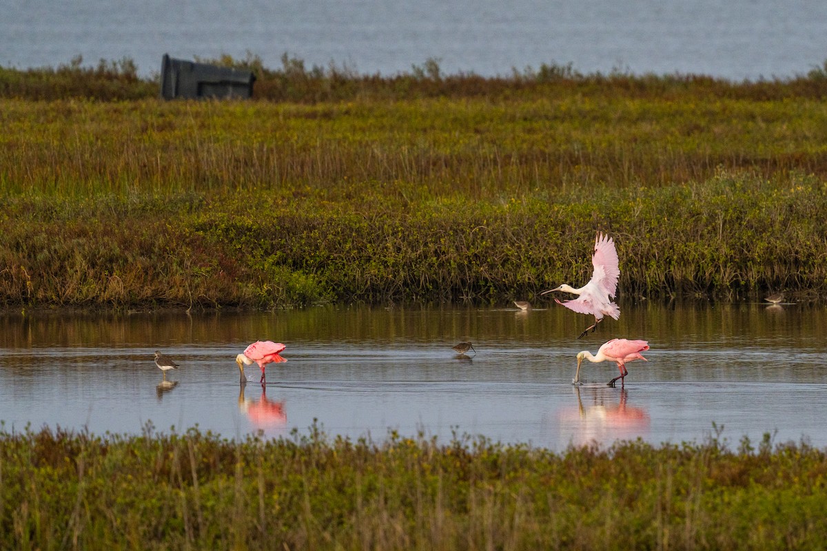 Spatule rosée - ML647398643