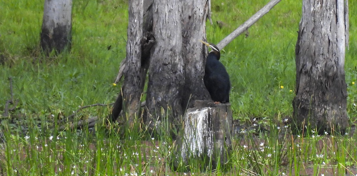 Anhinga d'Australie - ML647398644