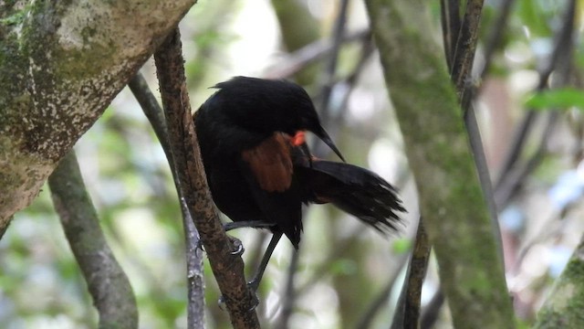 Créadion de Lesson - ML647398646