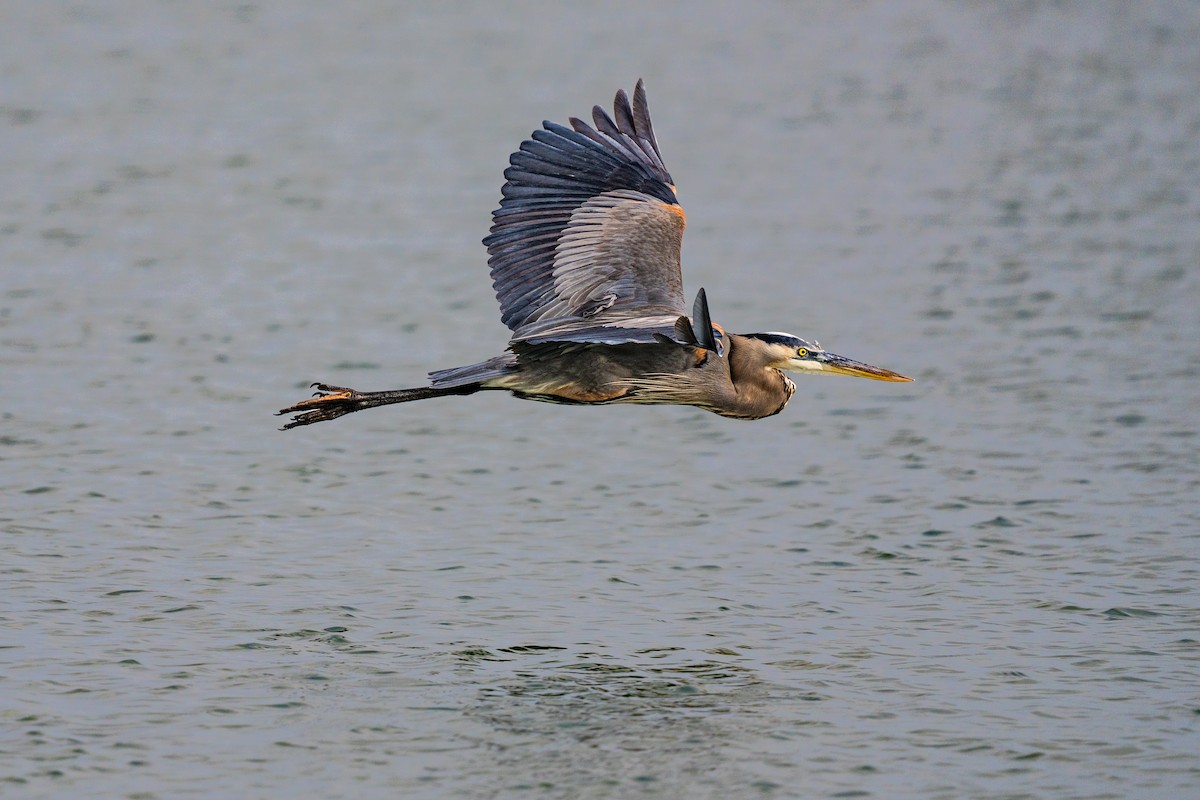 Grand Héron - ML647398648