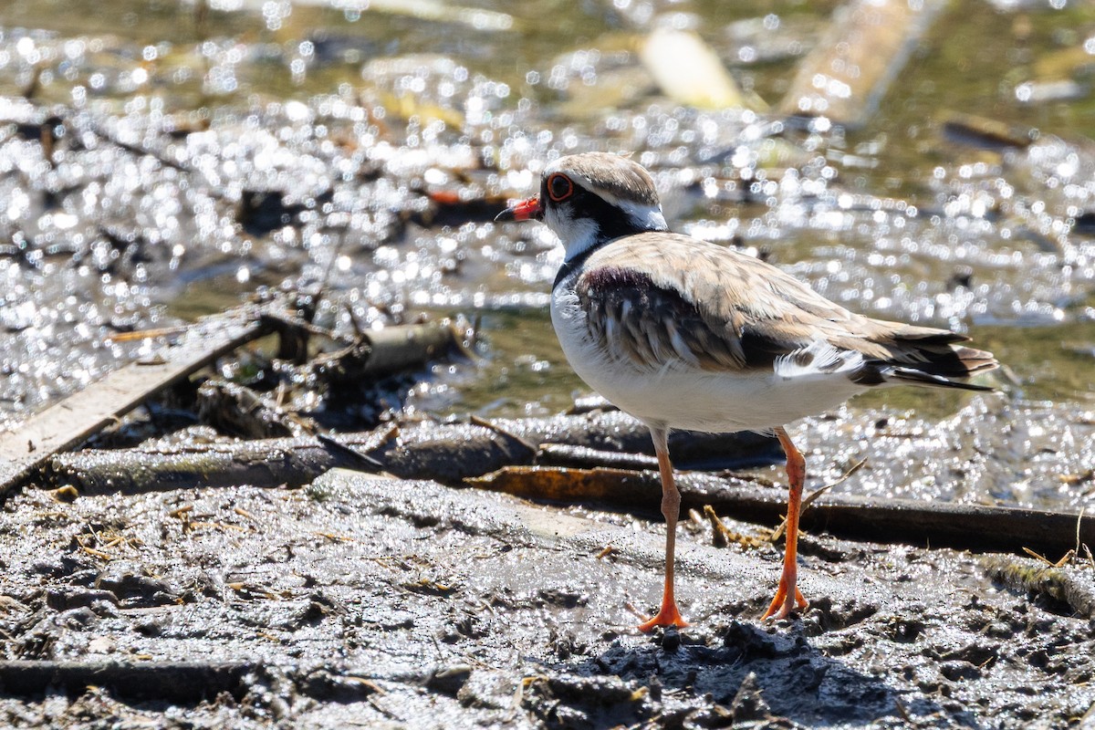 Pluvier à face noire - ML647398649