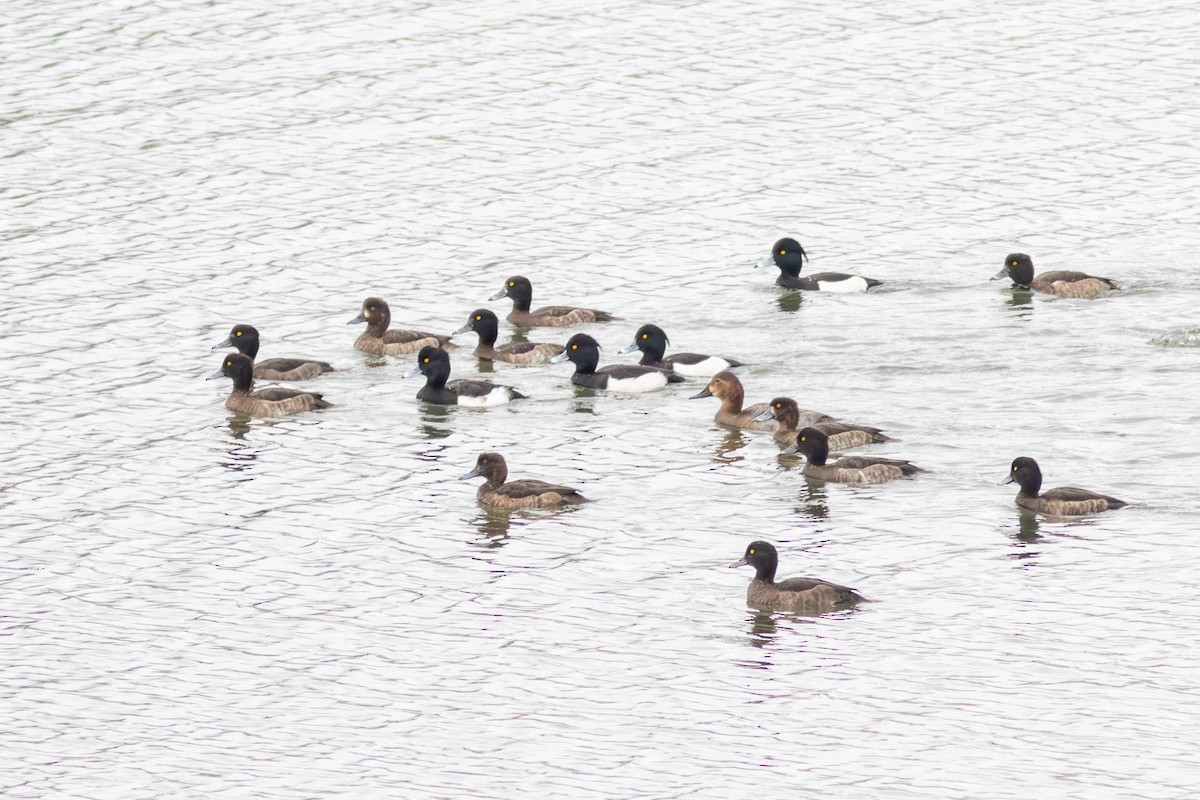 Fuligule morillon - ML647398651