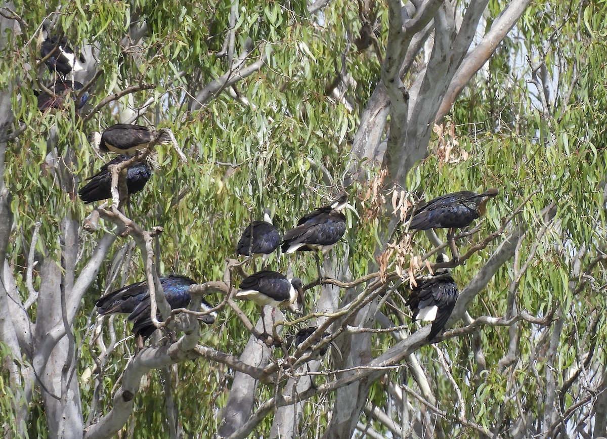 Ibis d'Australie - ML647398652