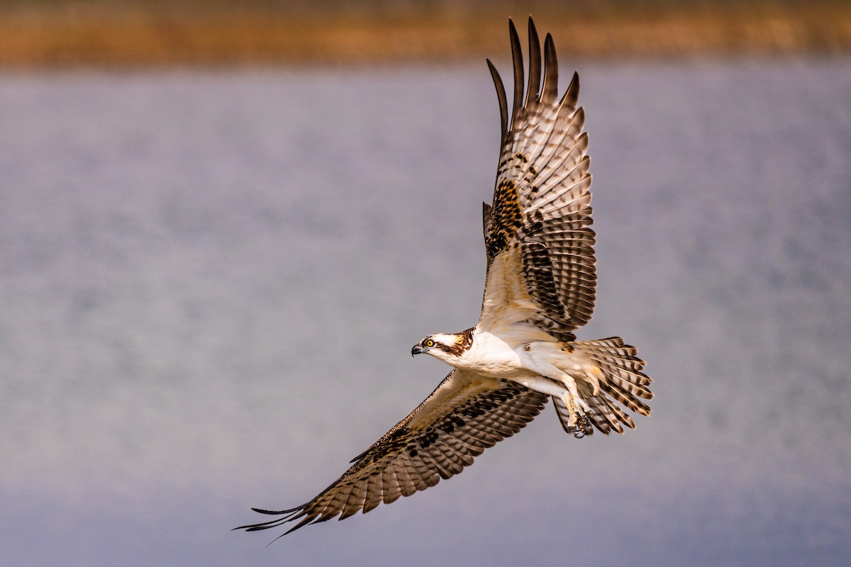Balbuzard pêcheur - ML647398653