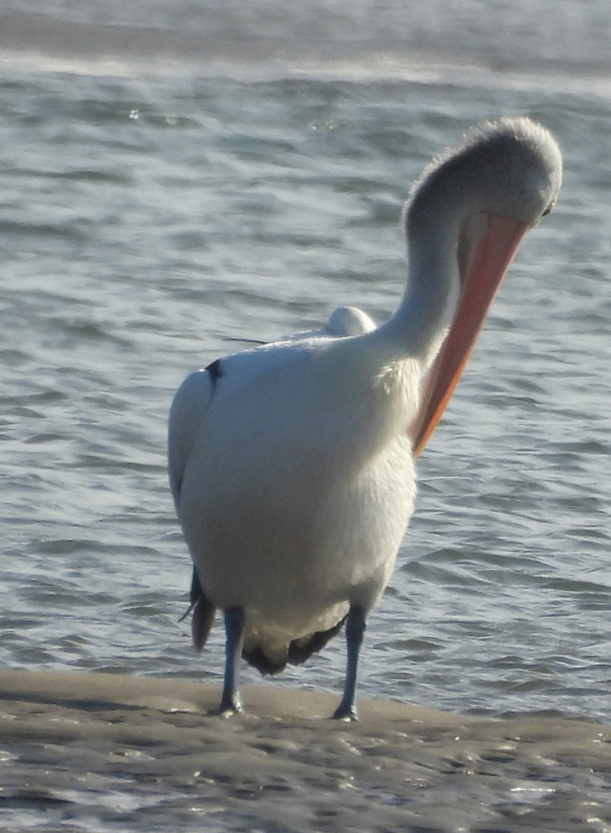 Pélican à lunettes - ML647398655