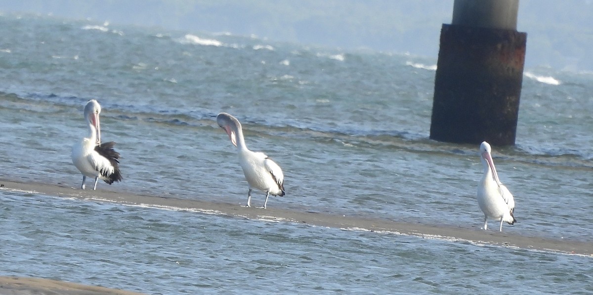 Pélican à lunettes - ML647398656