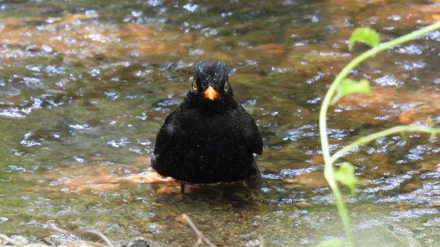 שחרור - ML647398666